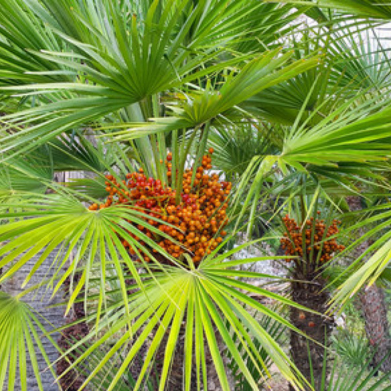Extracto de palma enana americana